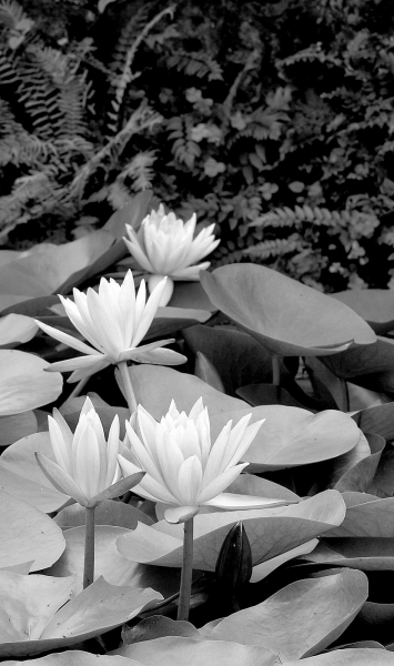lotuses